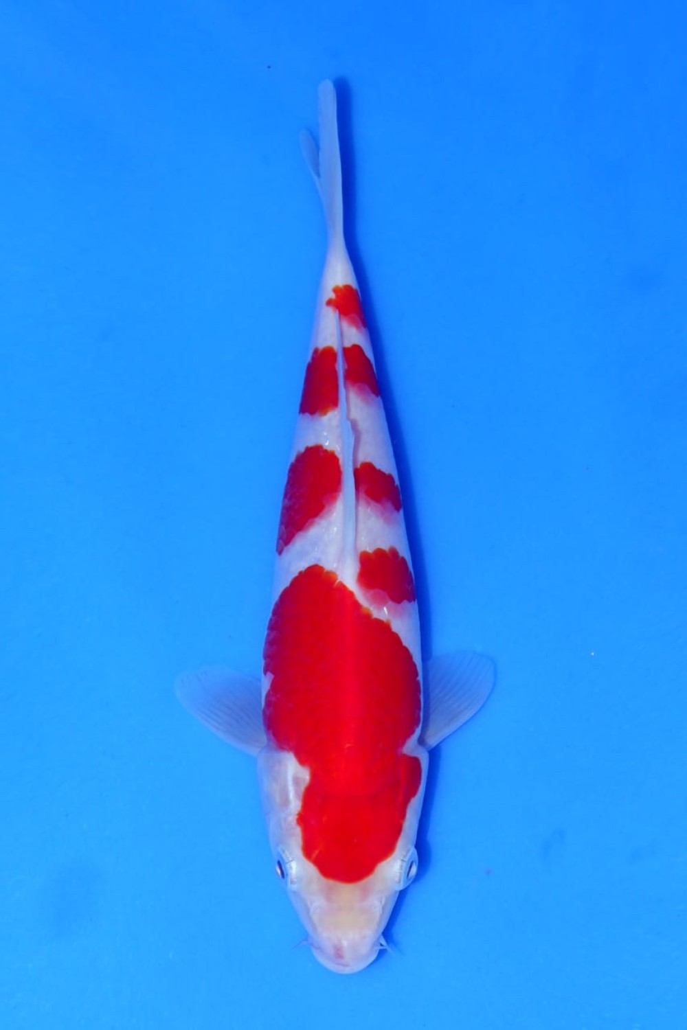 Best In Size A 16 - 20 cm