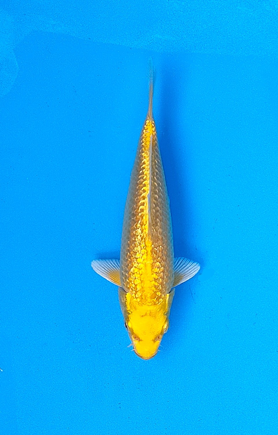 Juara 4