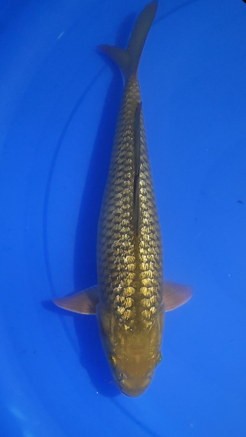 Juara 5