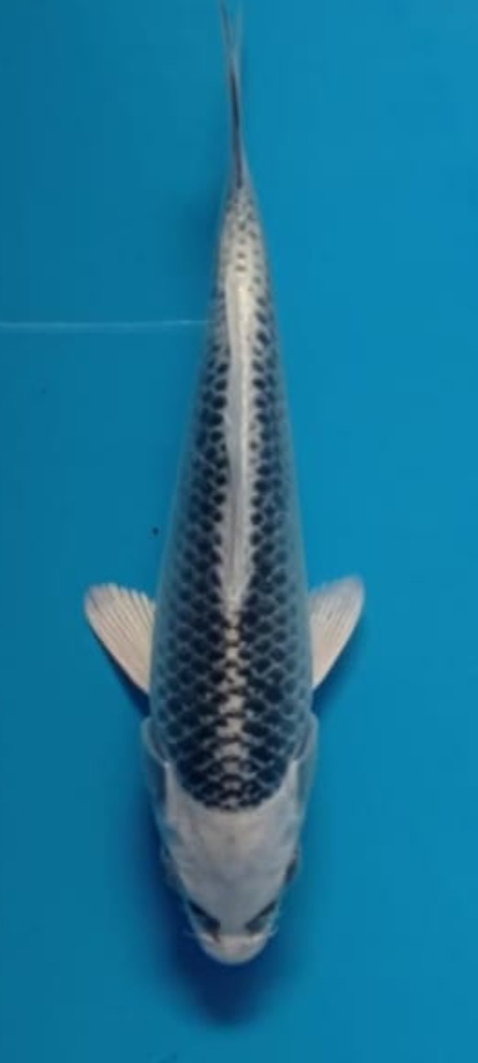 Juara 3