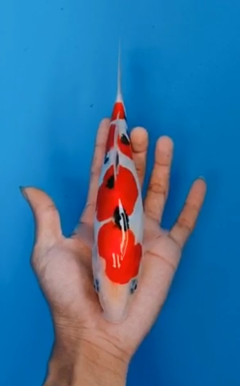 Juara 4