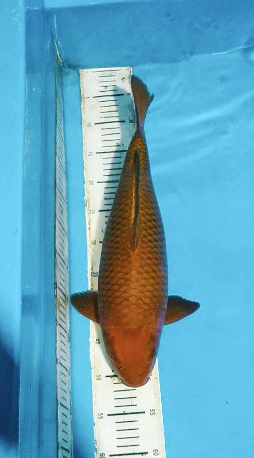 Juara 3