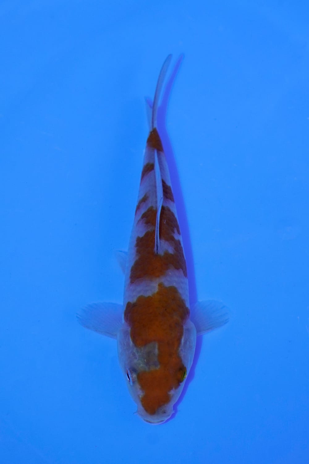Juara 1