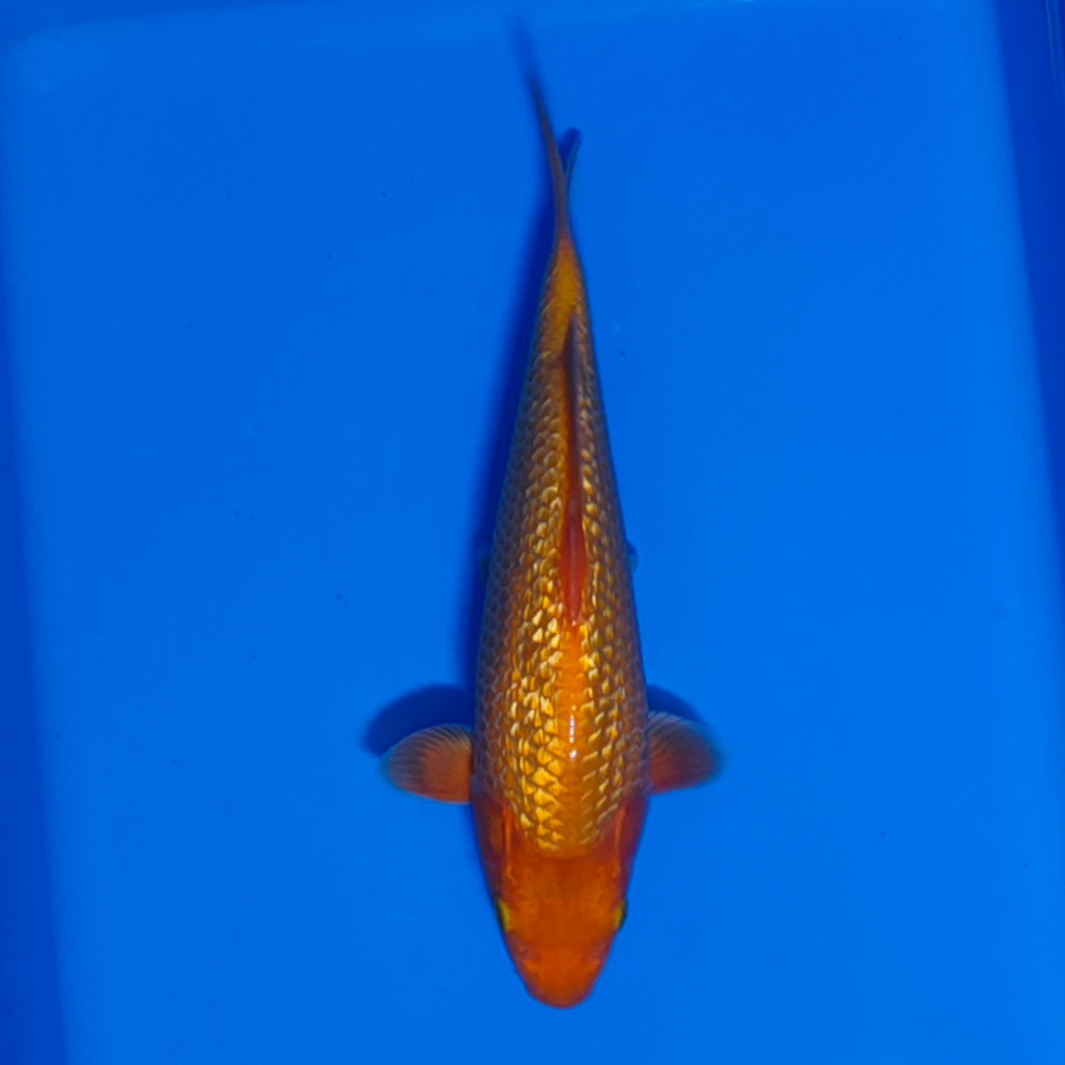 Juara 5