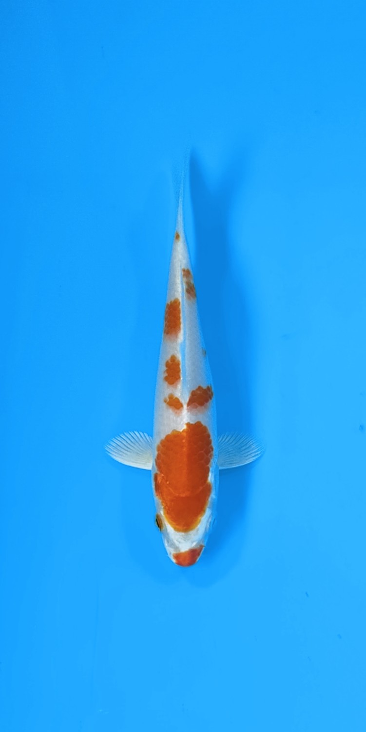 Juara 4
