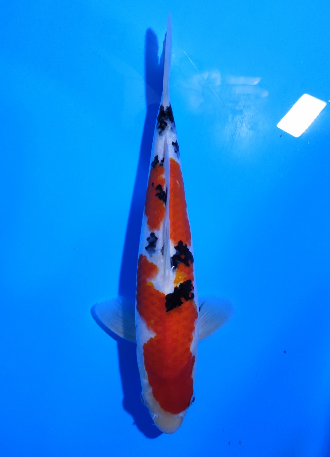 Juara 3