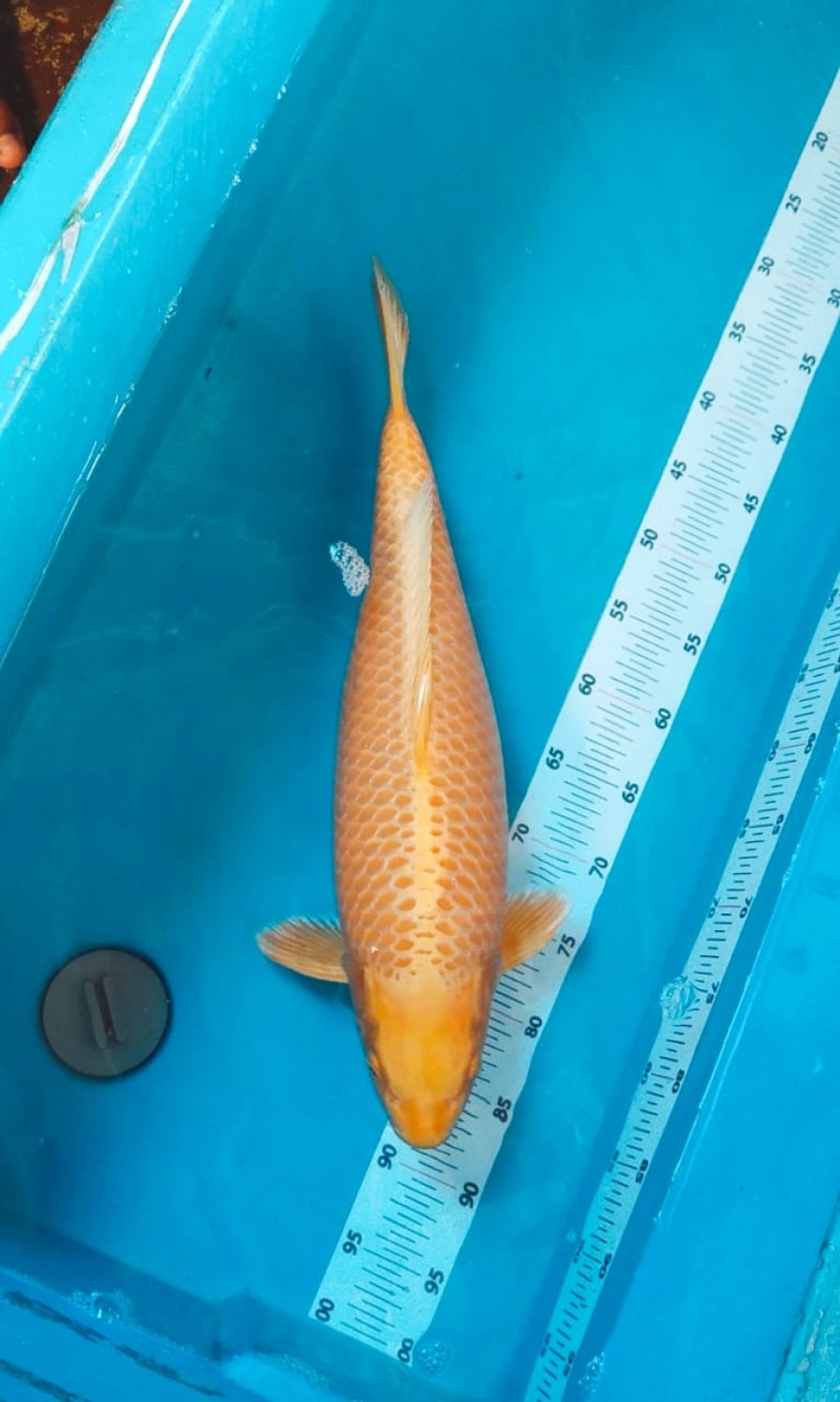 Juara 1