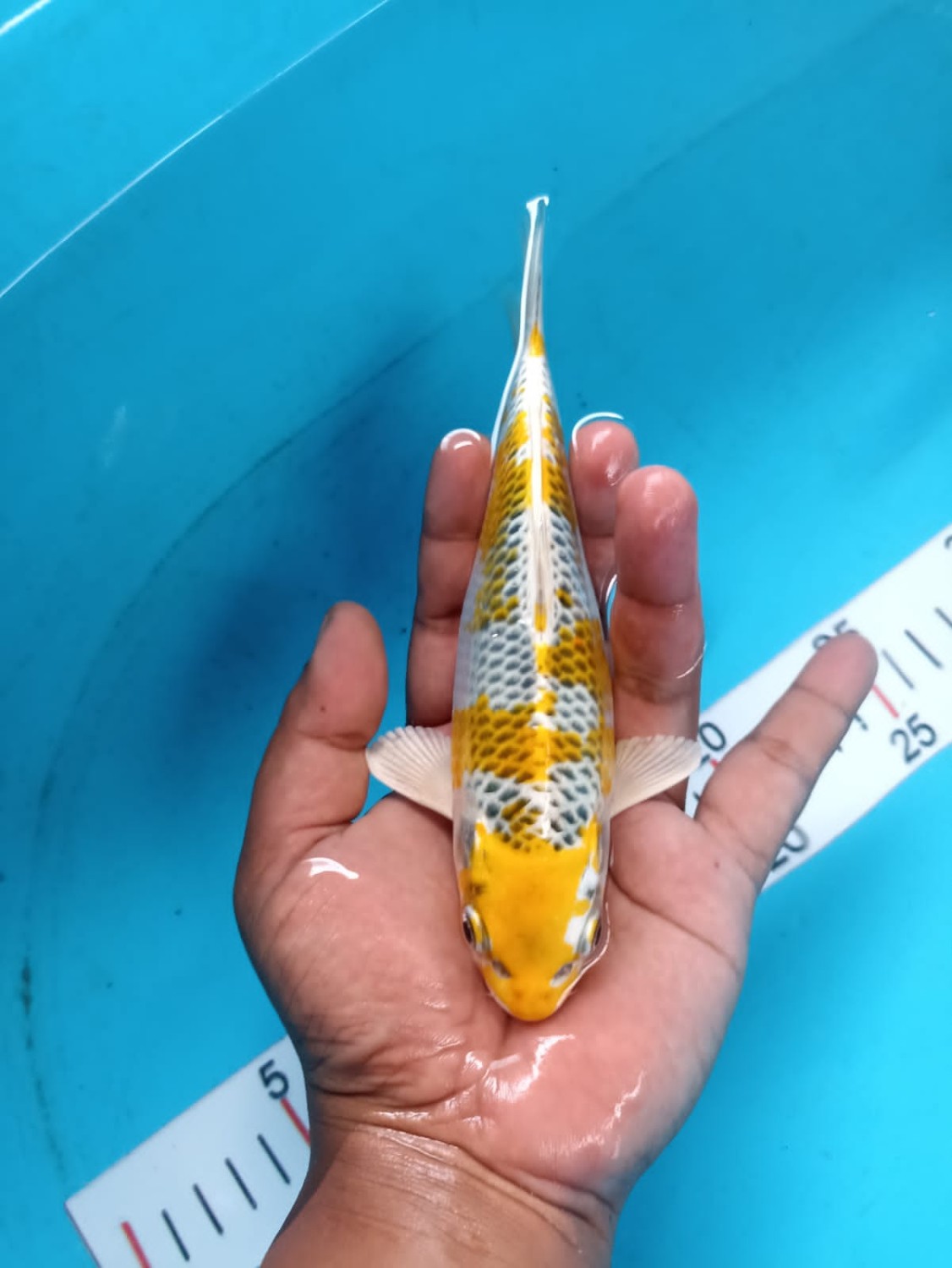 Juara 1