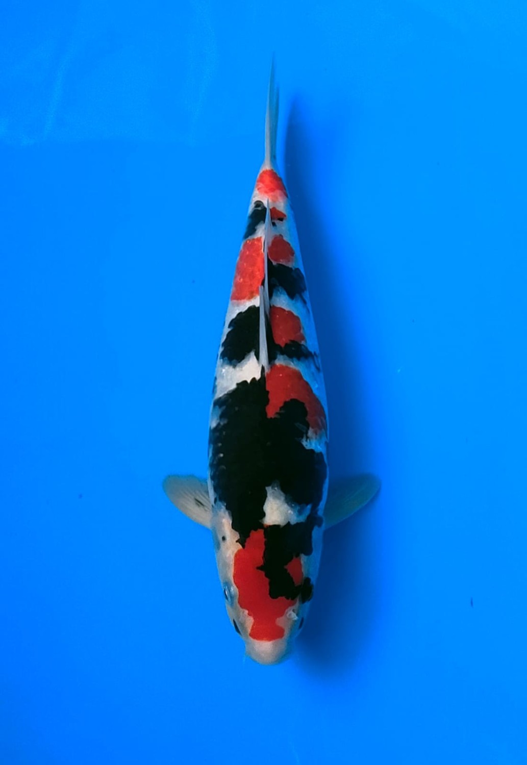 Juara 1
