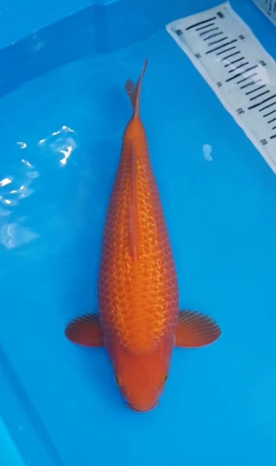 Best In Size E 36 - 40 cm