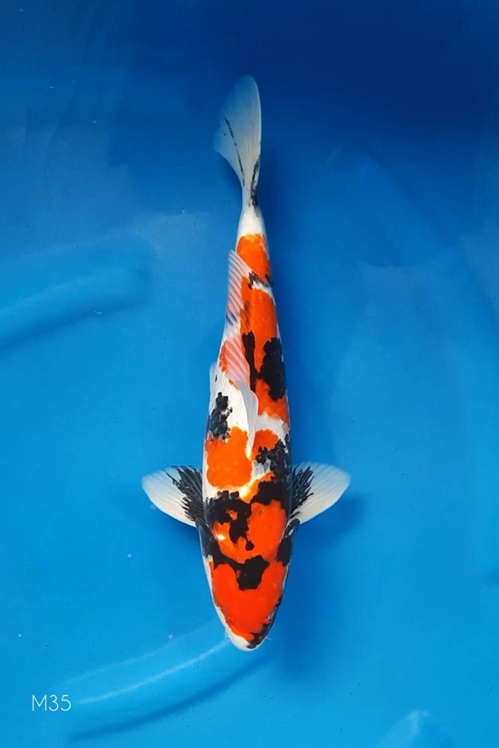 Juara 4
