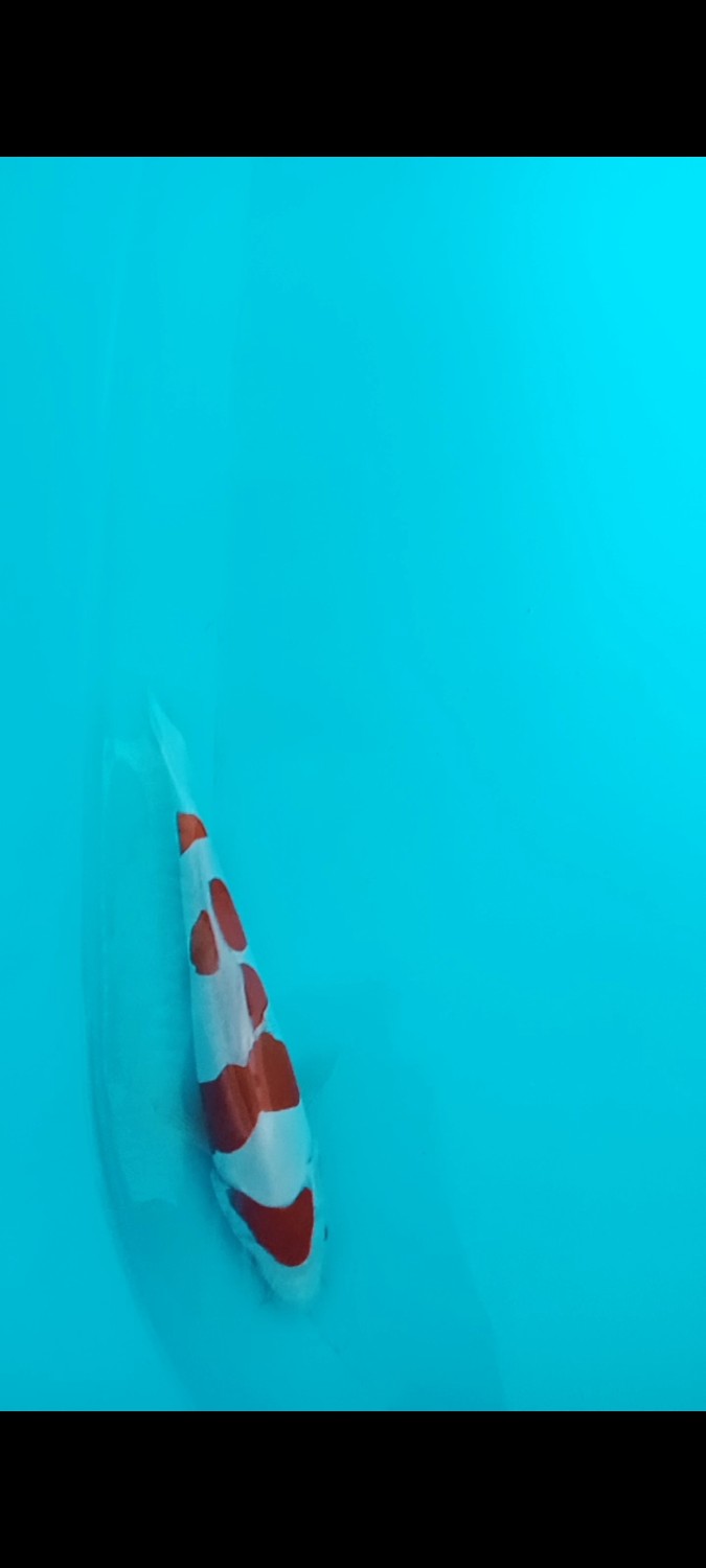 Juara 1