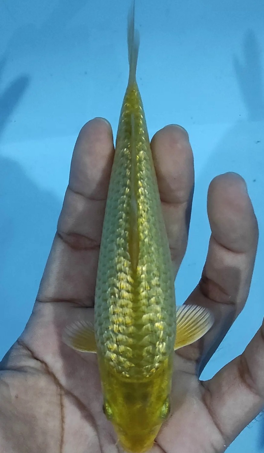 Juara 5