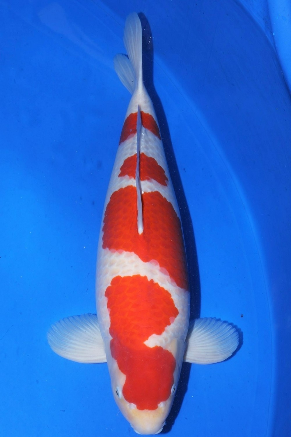 Best In Size A 61 - 65 cm