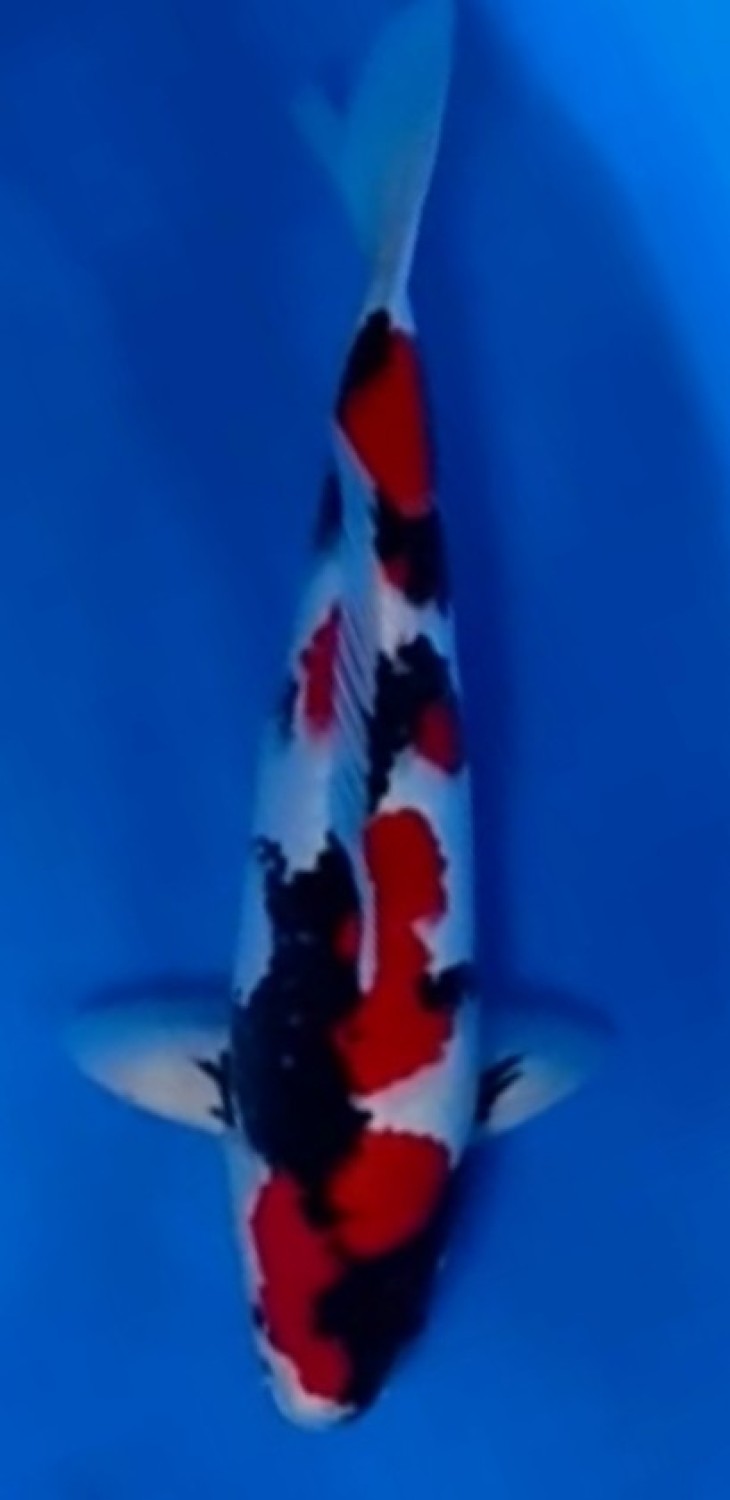 Juara 2