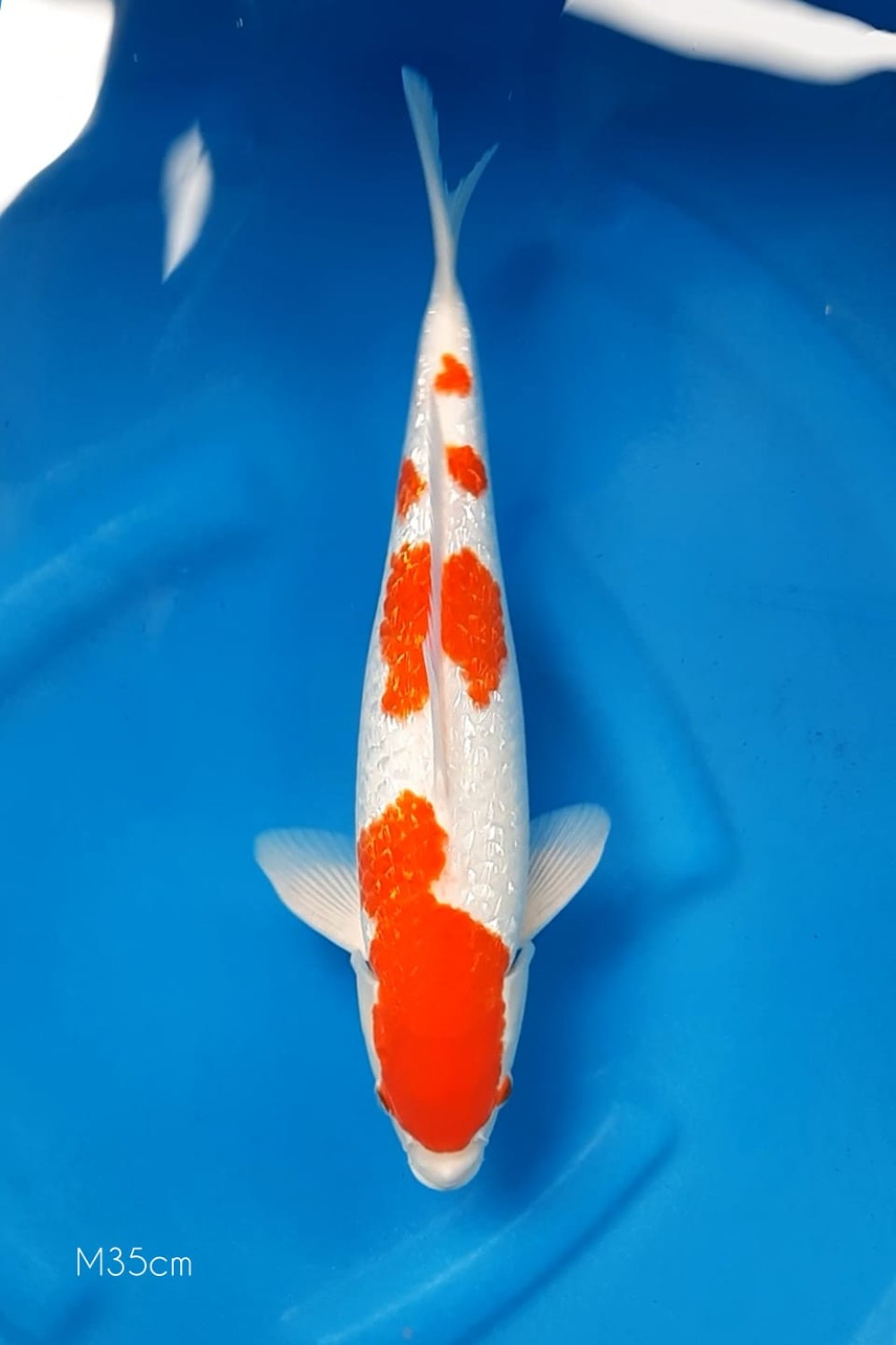 Juara 5