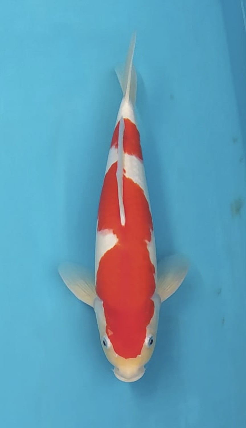 Juara 5