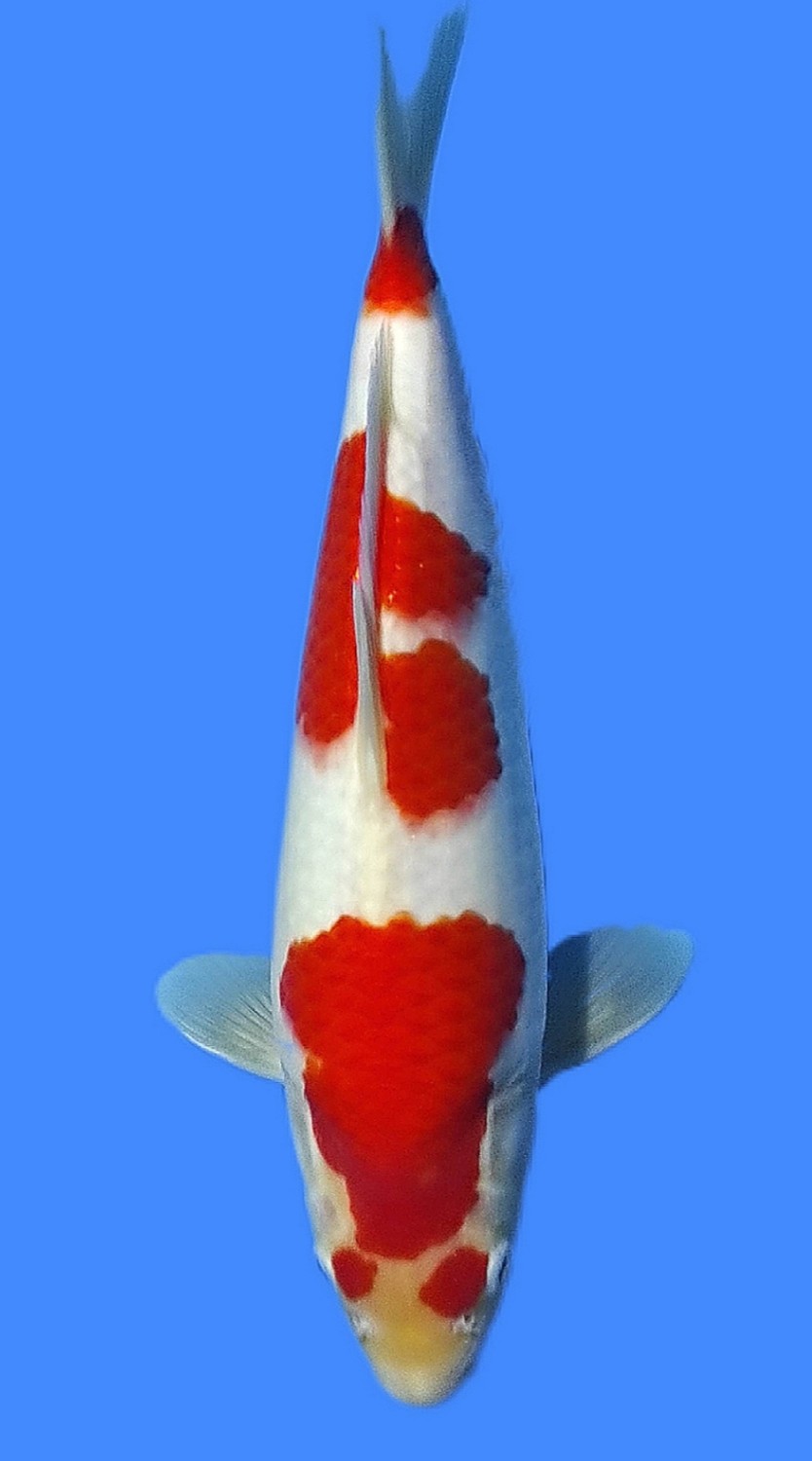 Juara 5