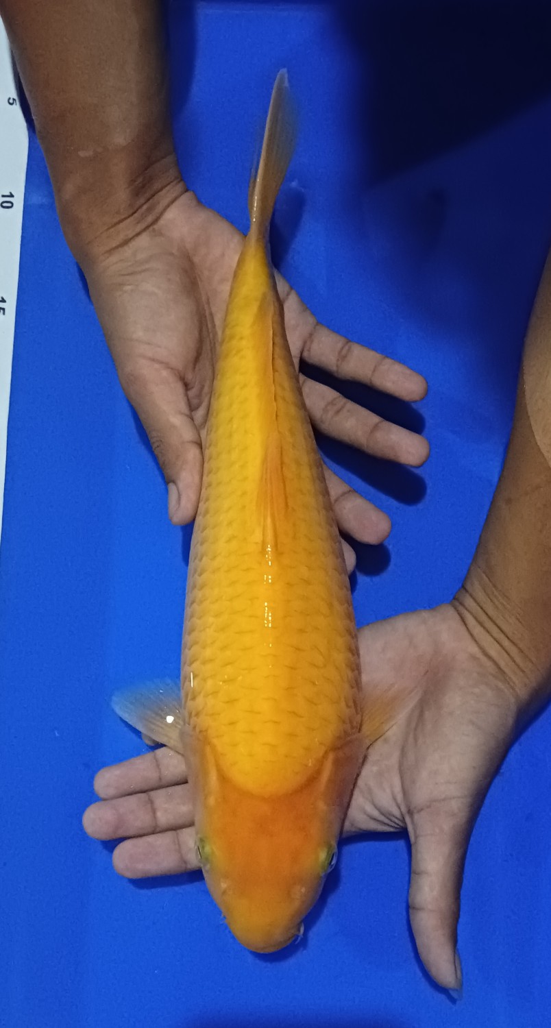 Juara 4