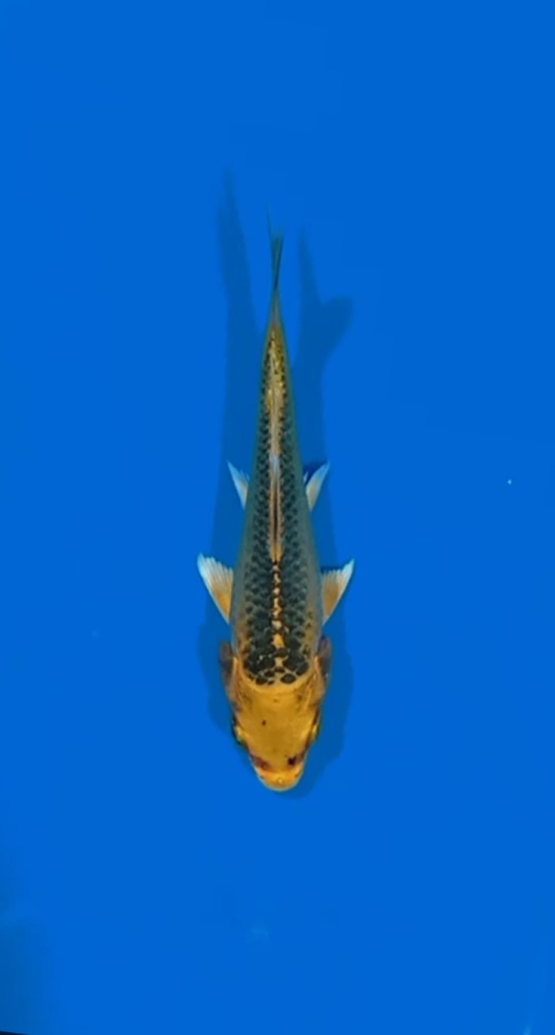 Juara 1