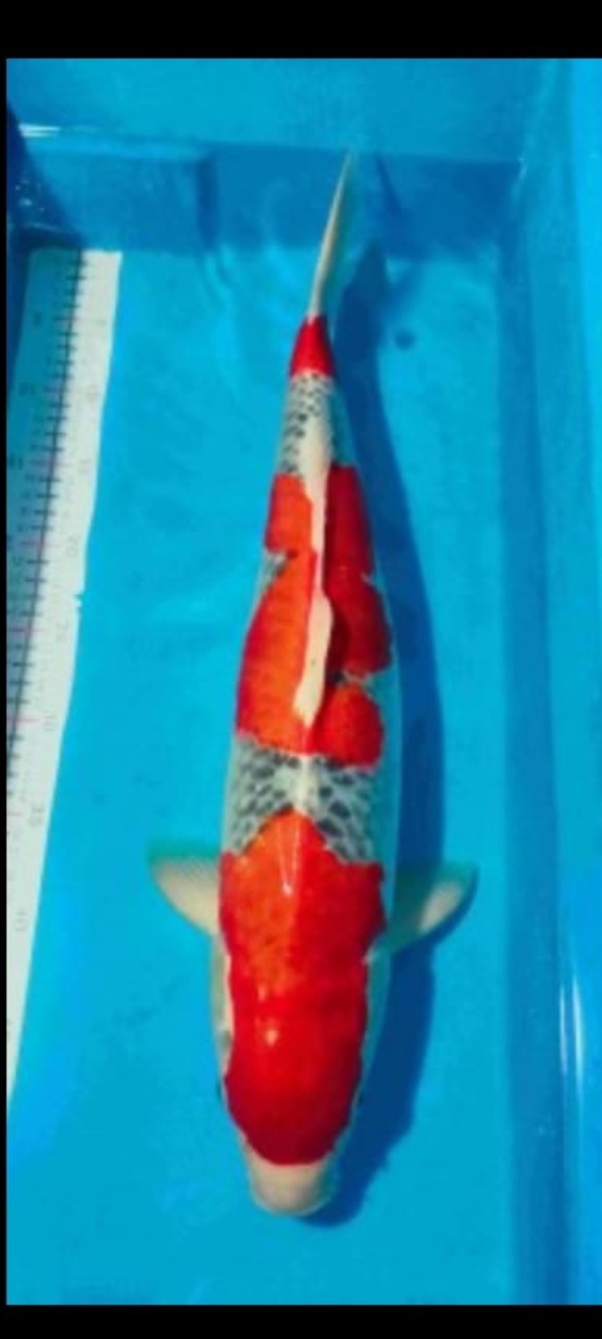 Juara 2