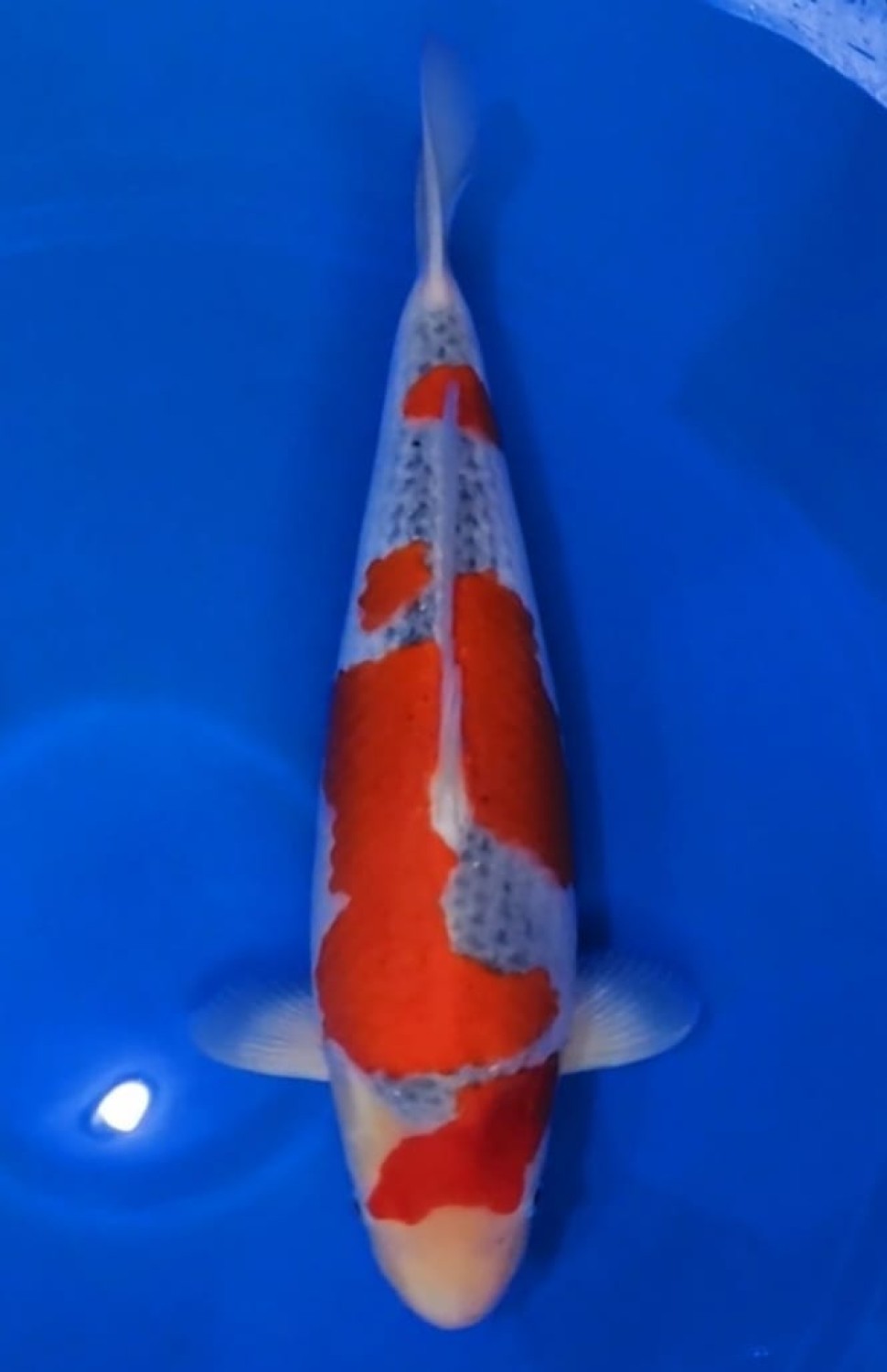 Juara 1