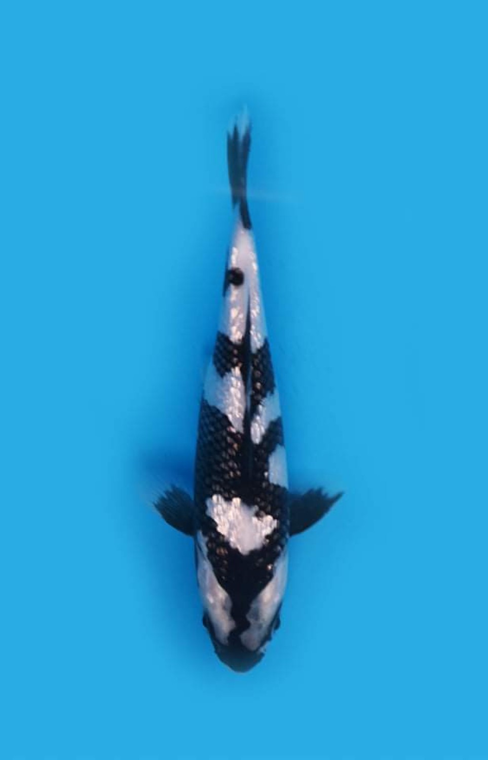 Best In Size C 11 - 15 cm