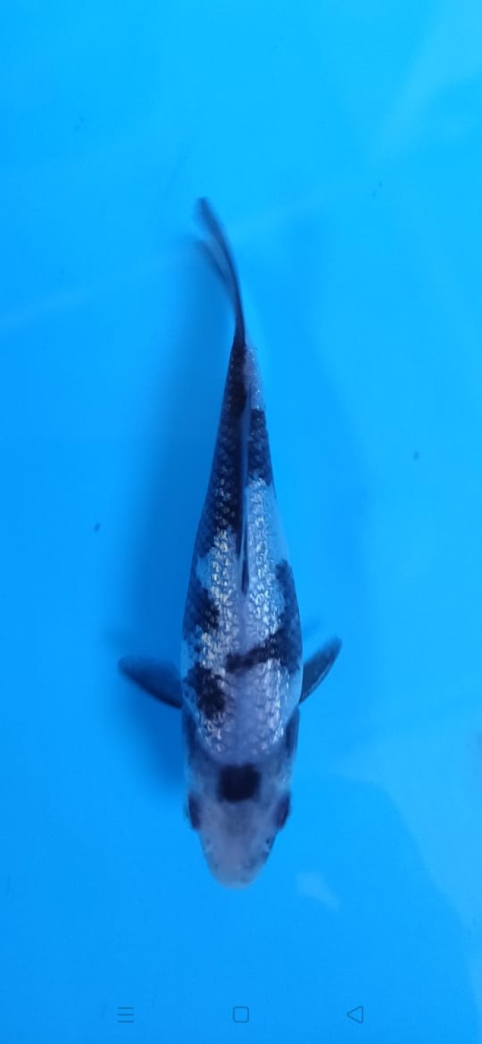 Juara 2