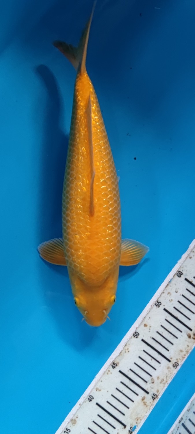 Juara 4