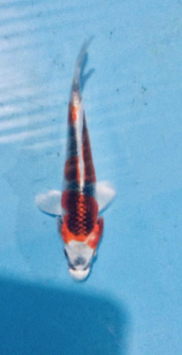 Juara 2