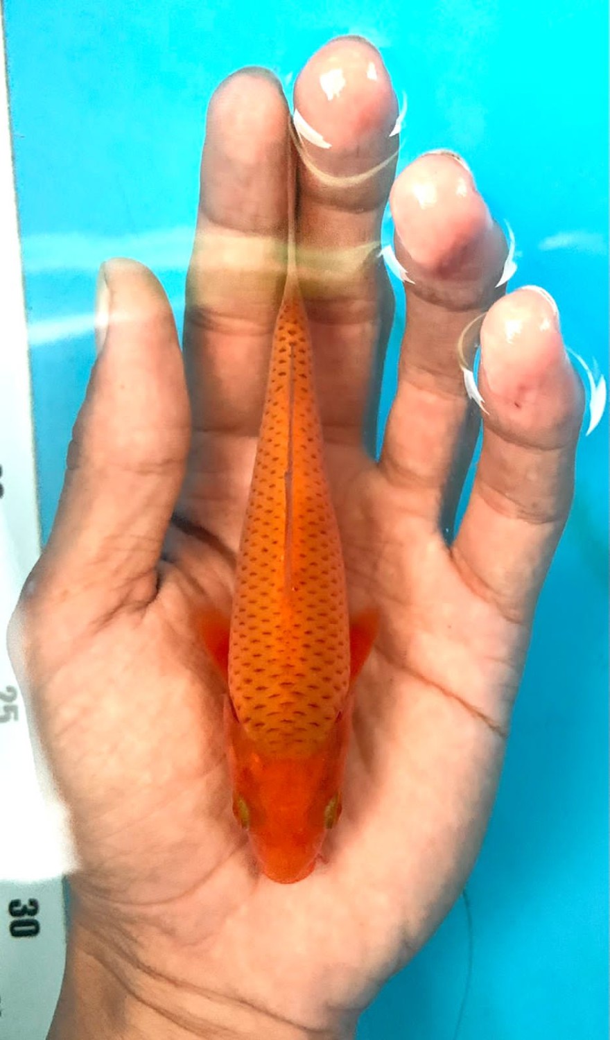 Juara 2