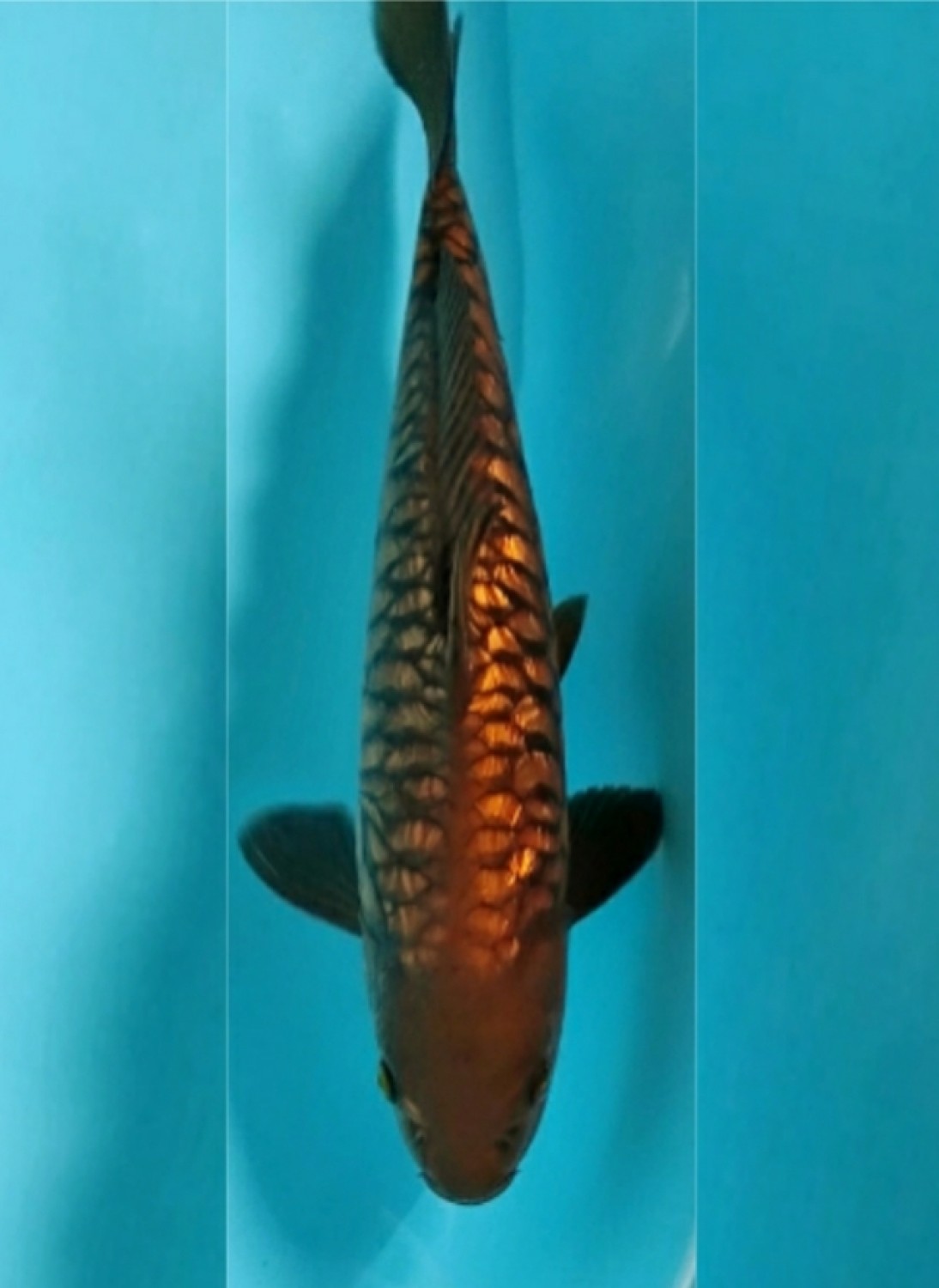 Juara 4