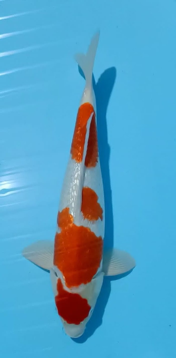 Juara 3