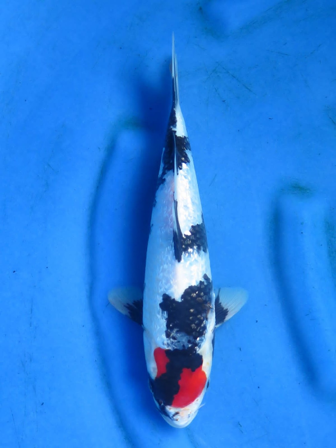 Juara 2