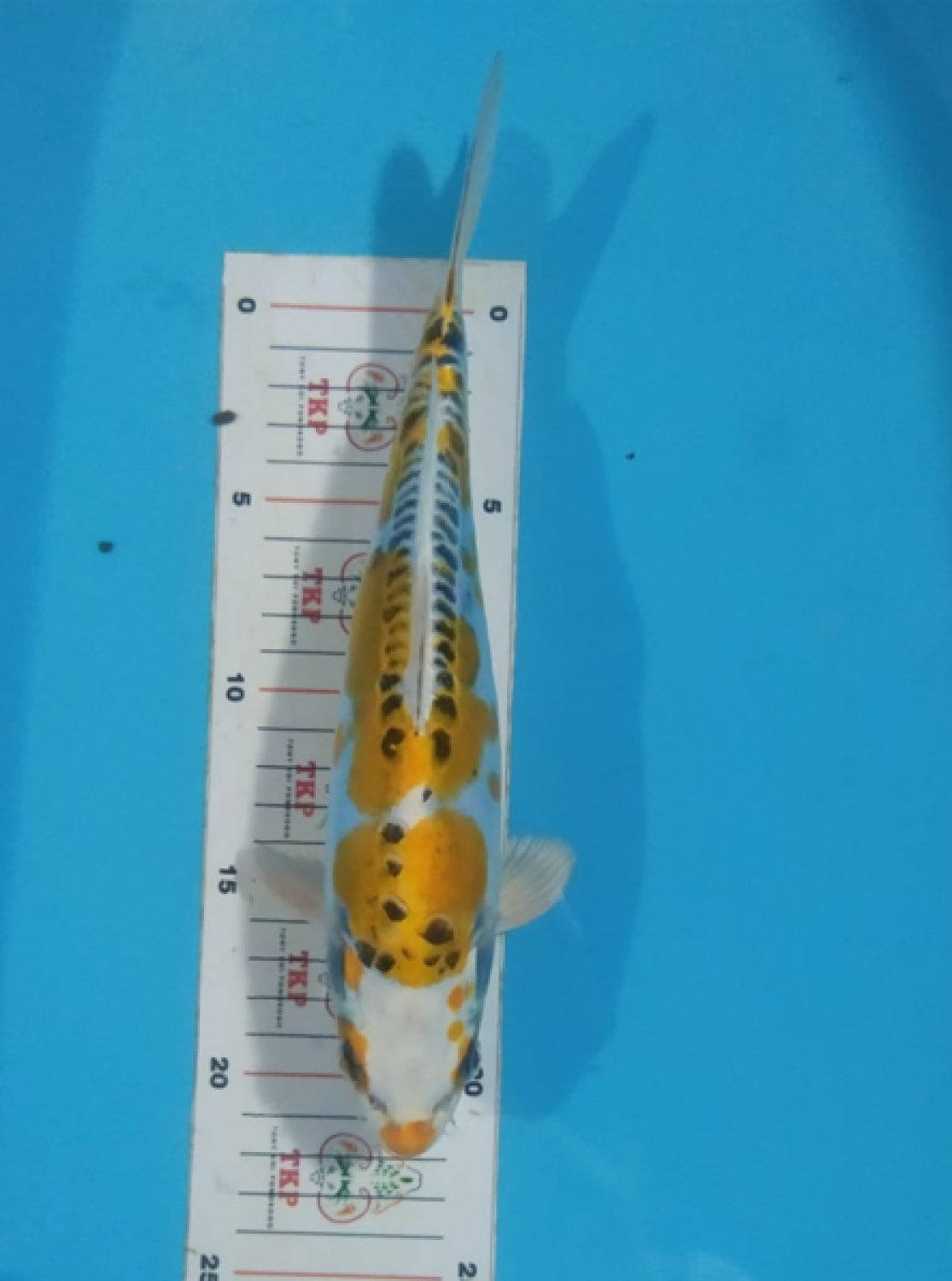 Juara 3