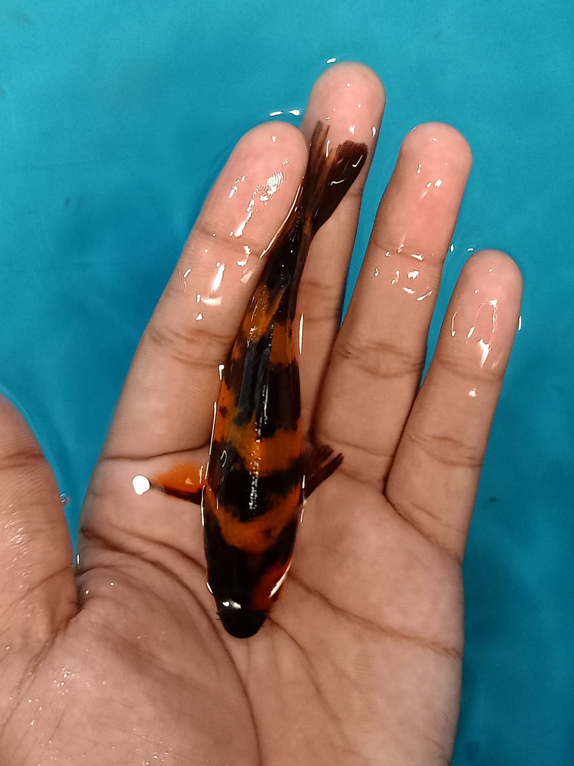 Best In Size D Up To 10 cm