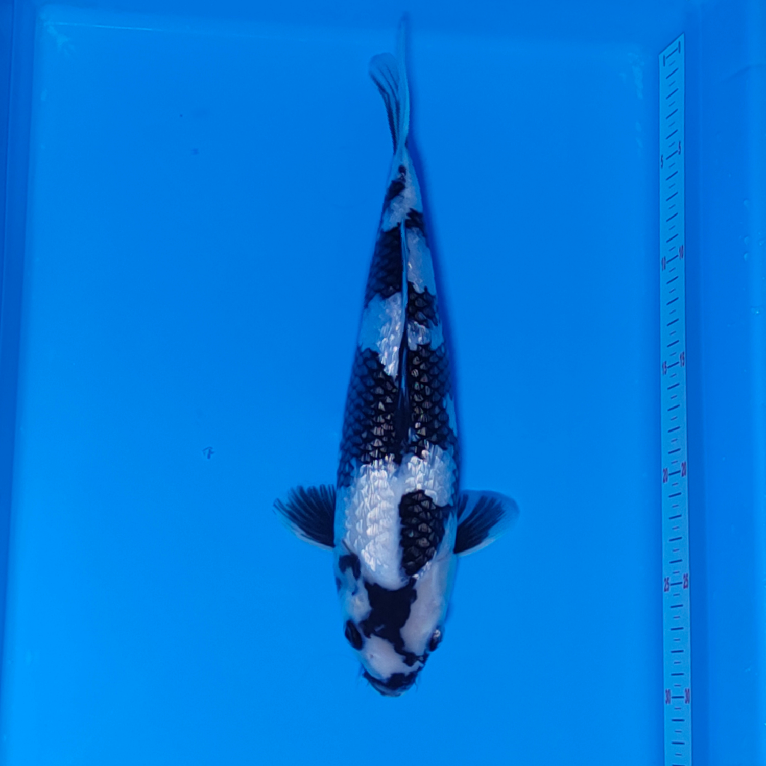 Juara 4