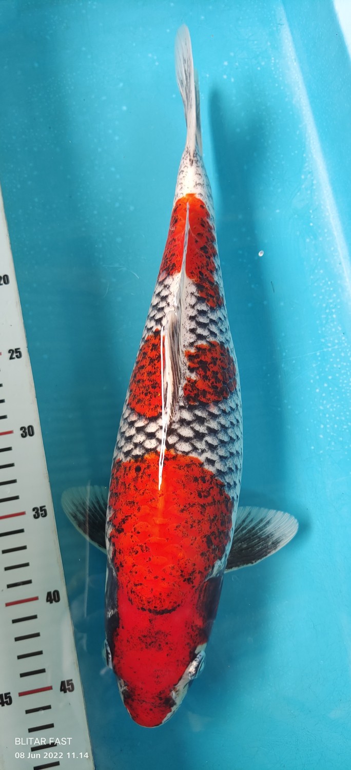 Juara 4
