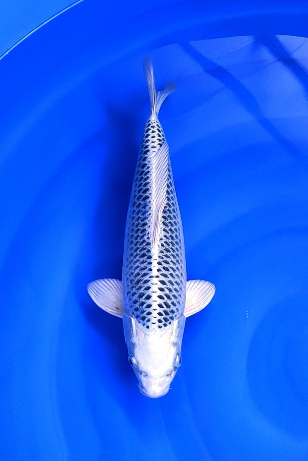 Best In Size E 31 - 35 cm