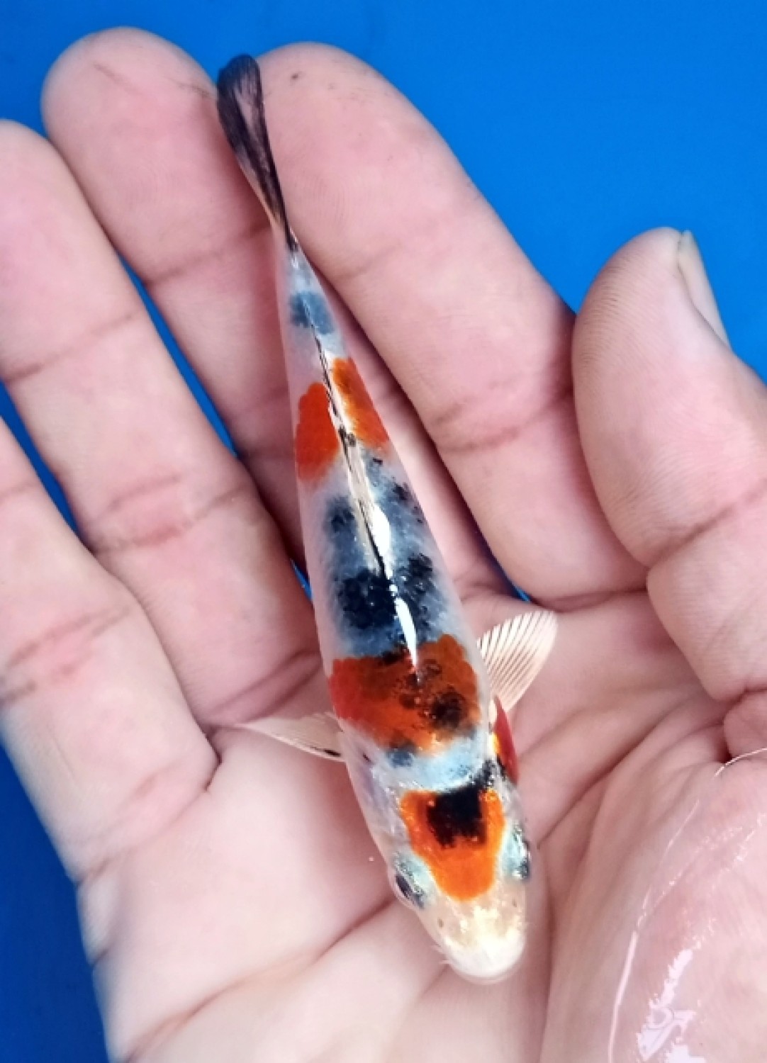 Juara 1