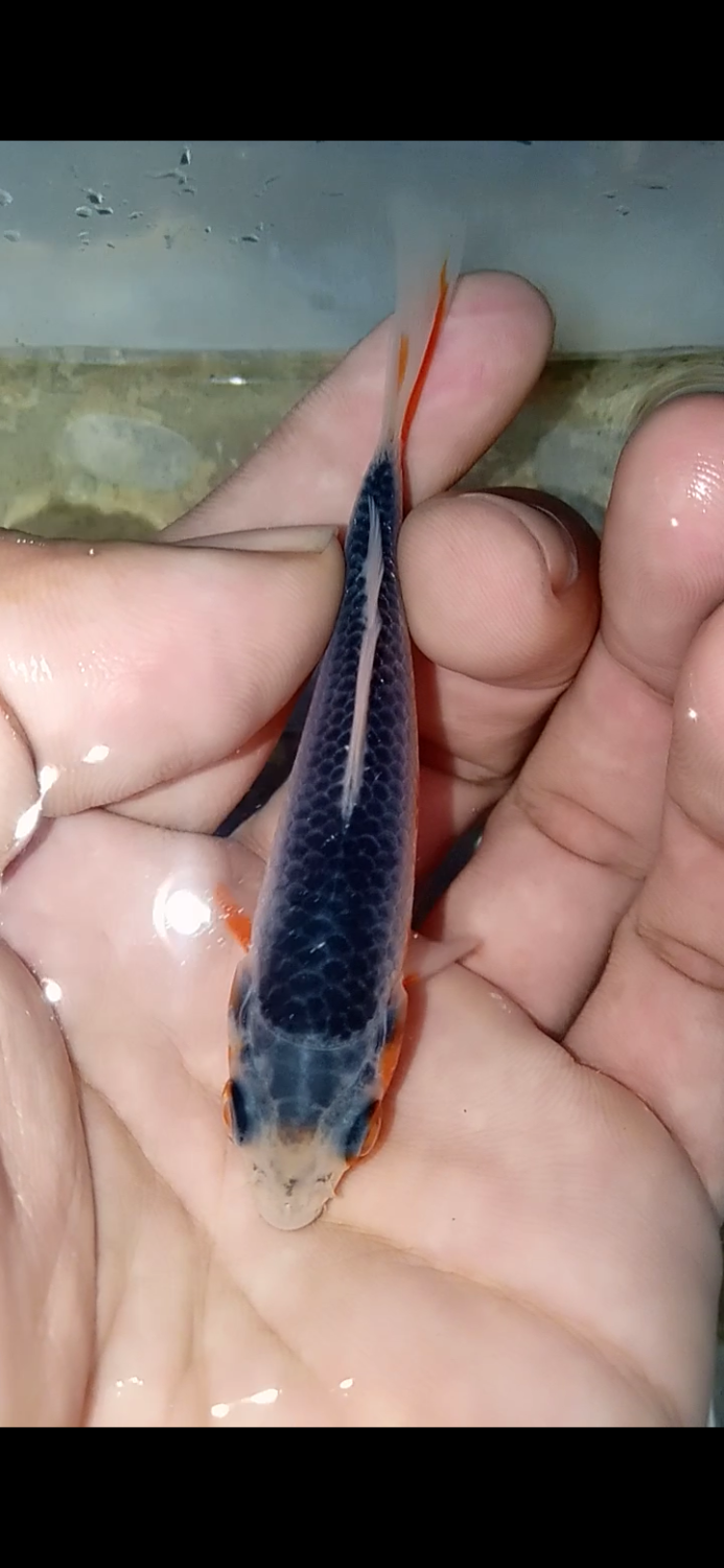 Juara 2