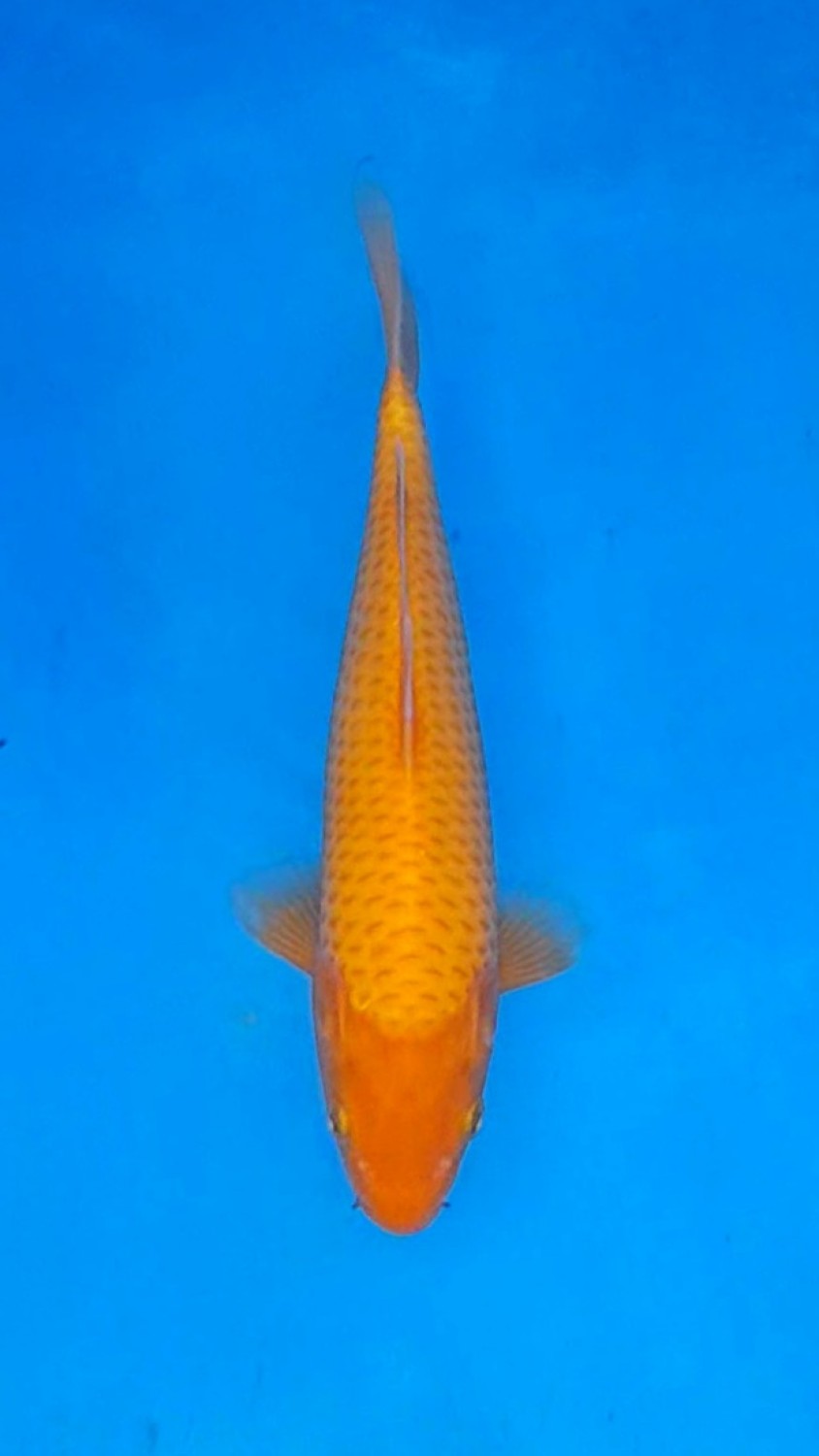 Juara 4