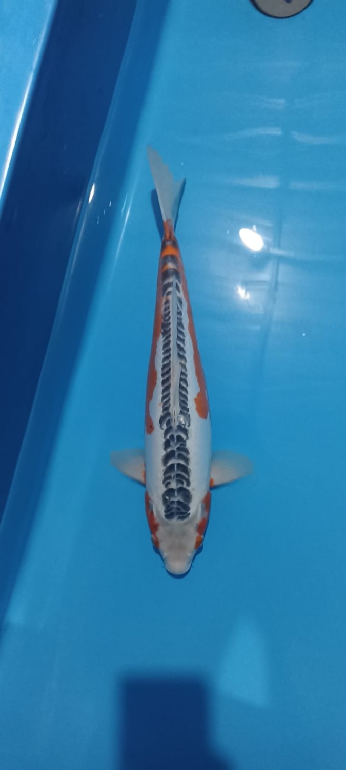 Juara 1