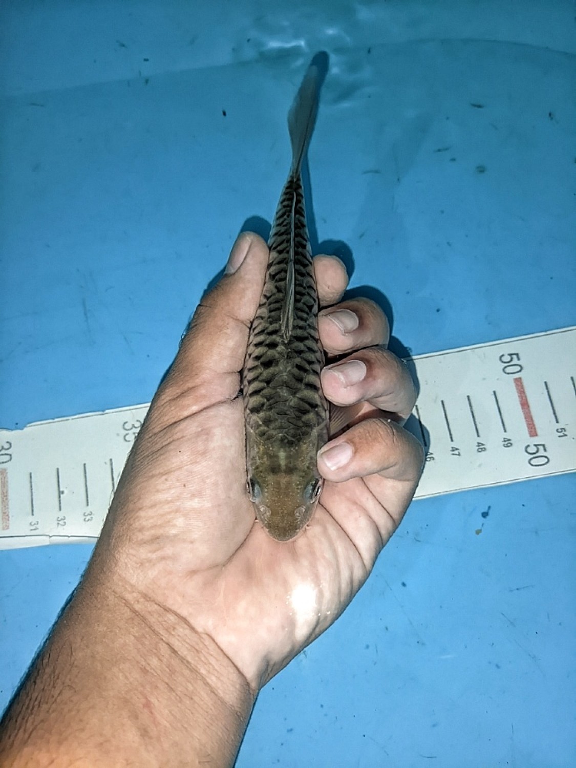 Best In Size F 11 - 15 cm