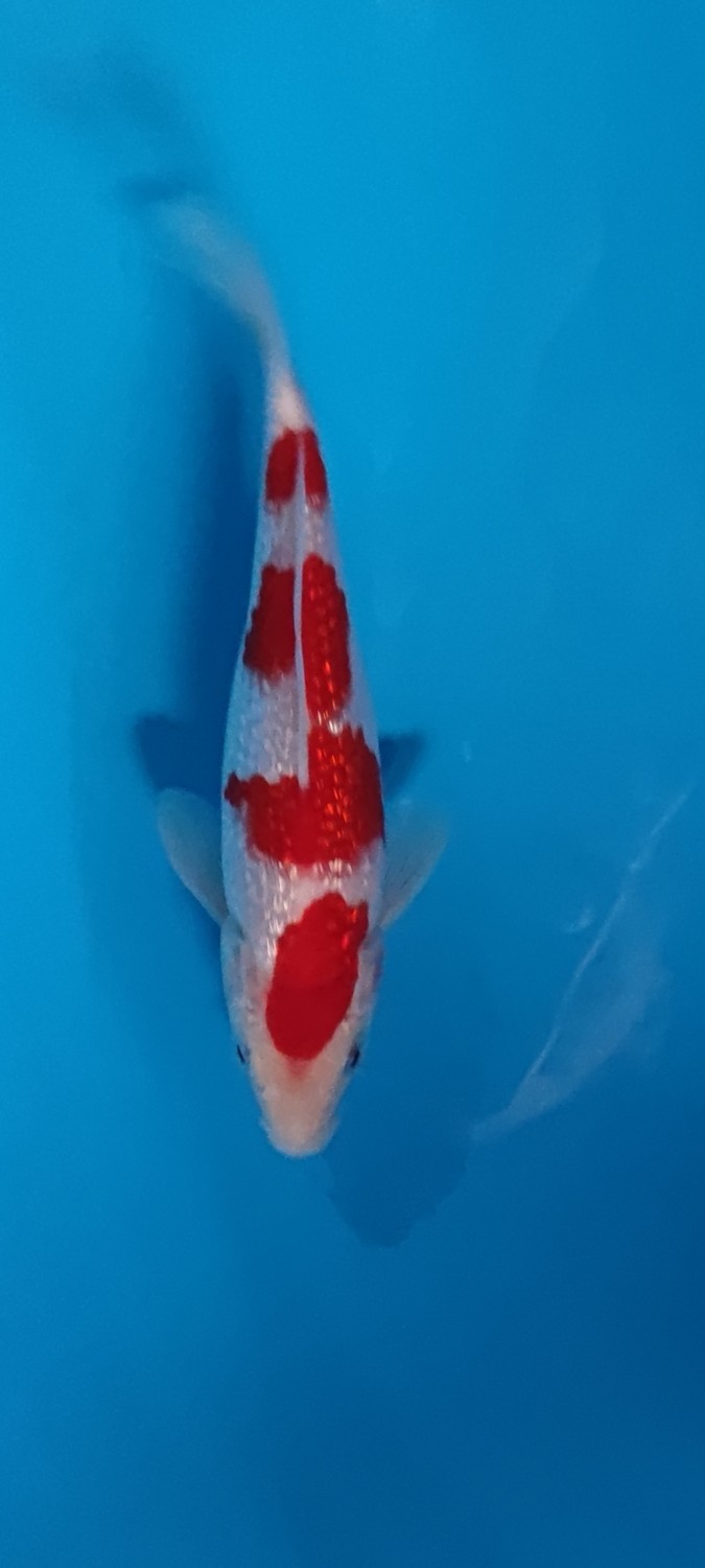 Juara 2
