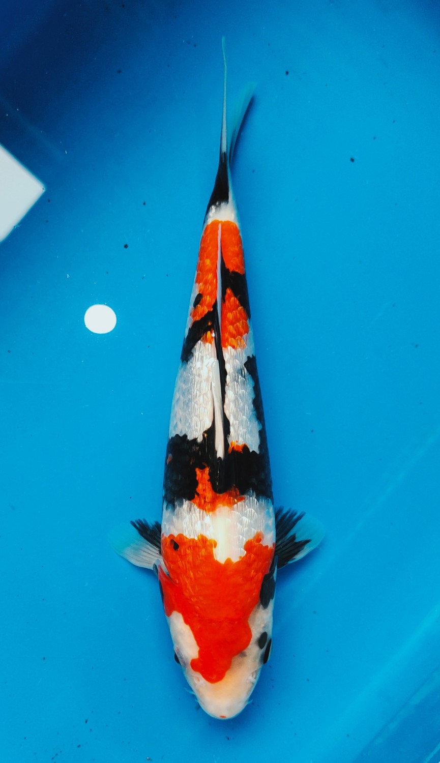 Juara 1
