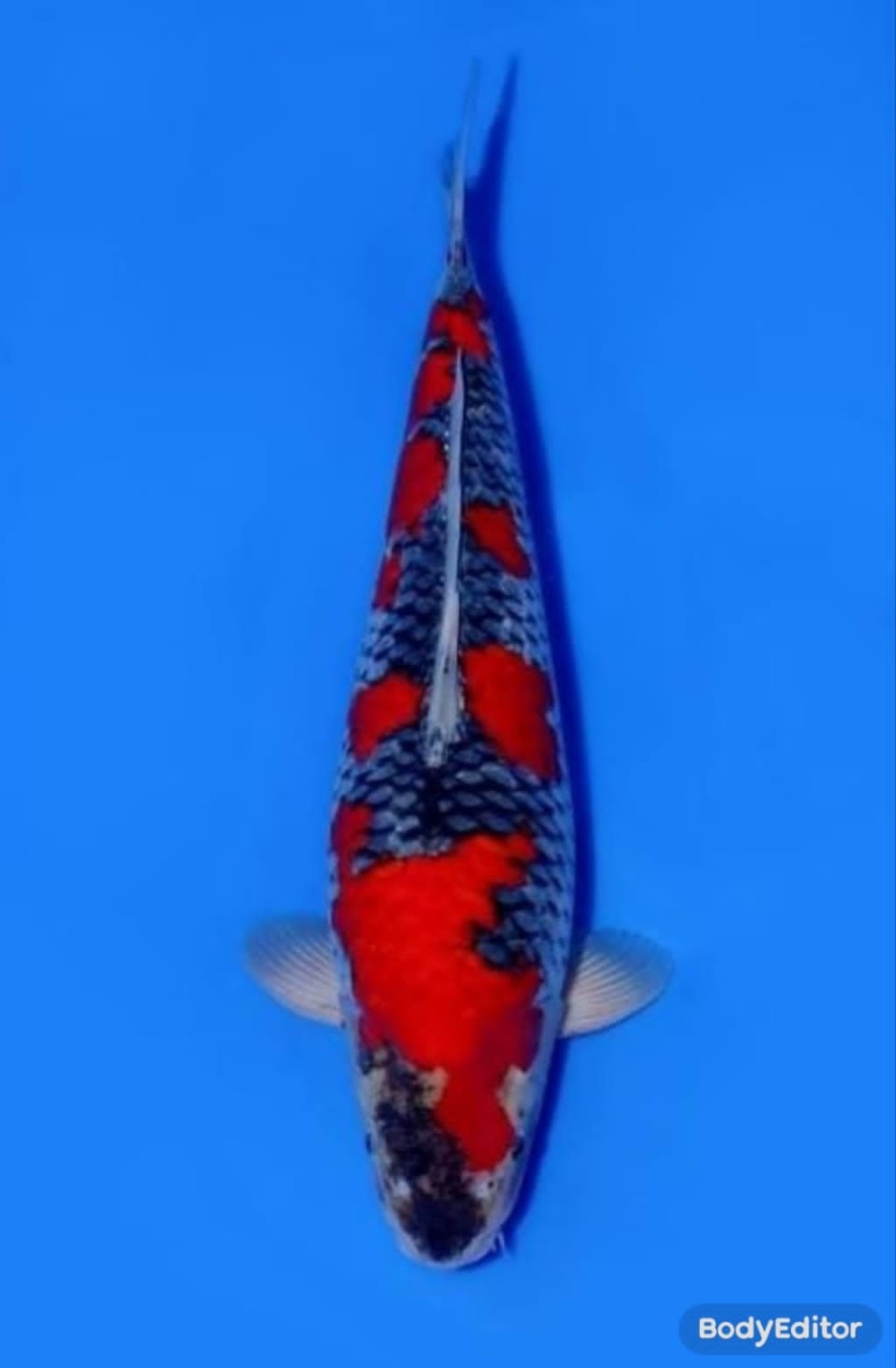 Juara 1