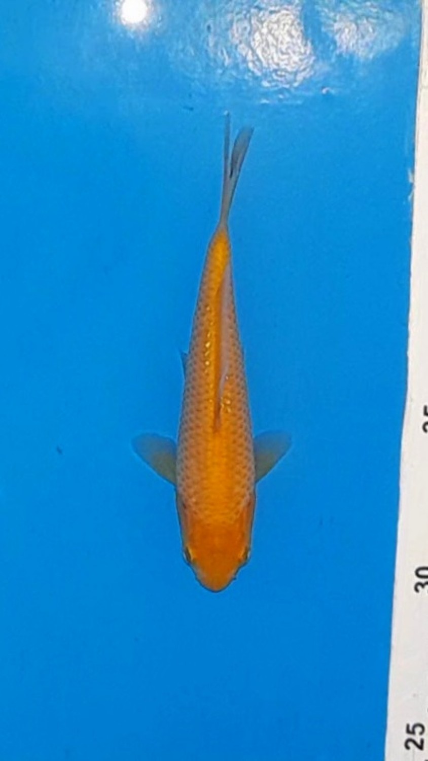 Juara 5