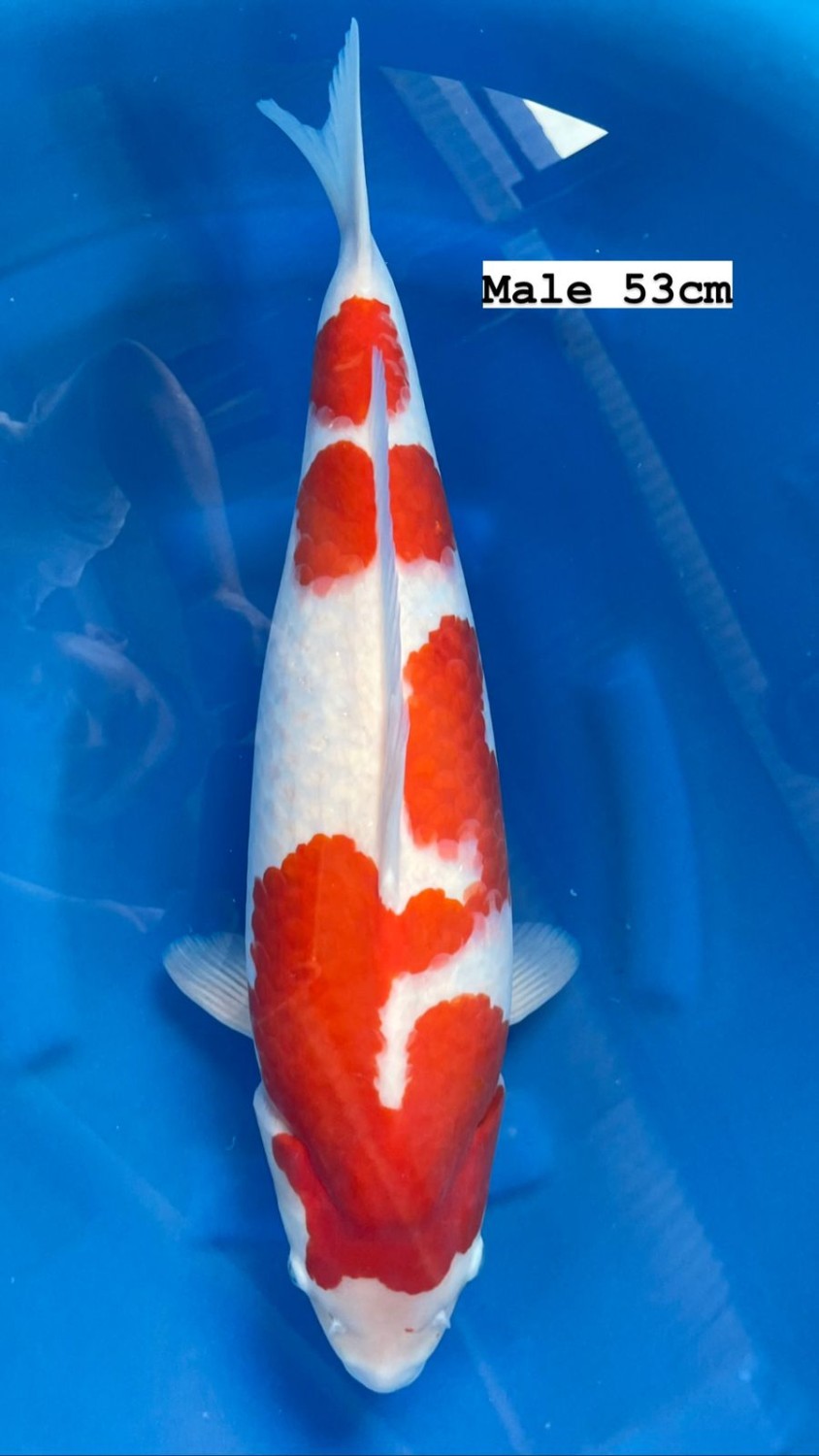 Juara 1