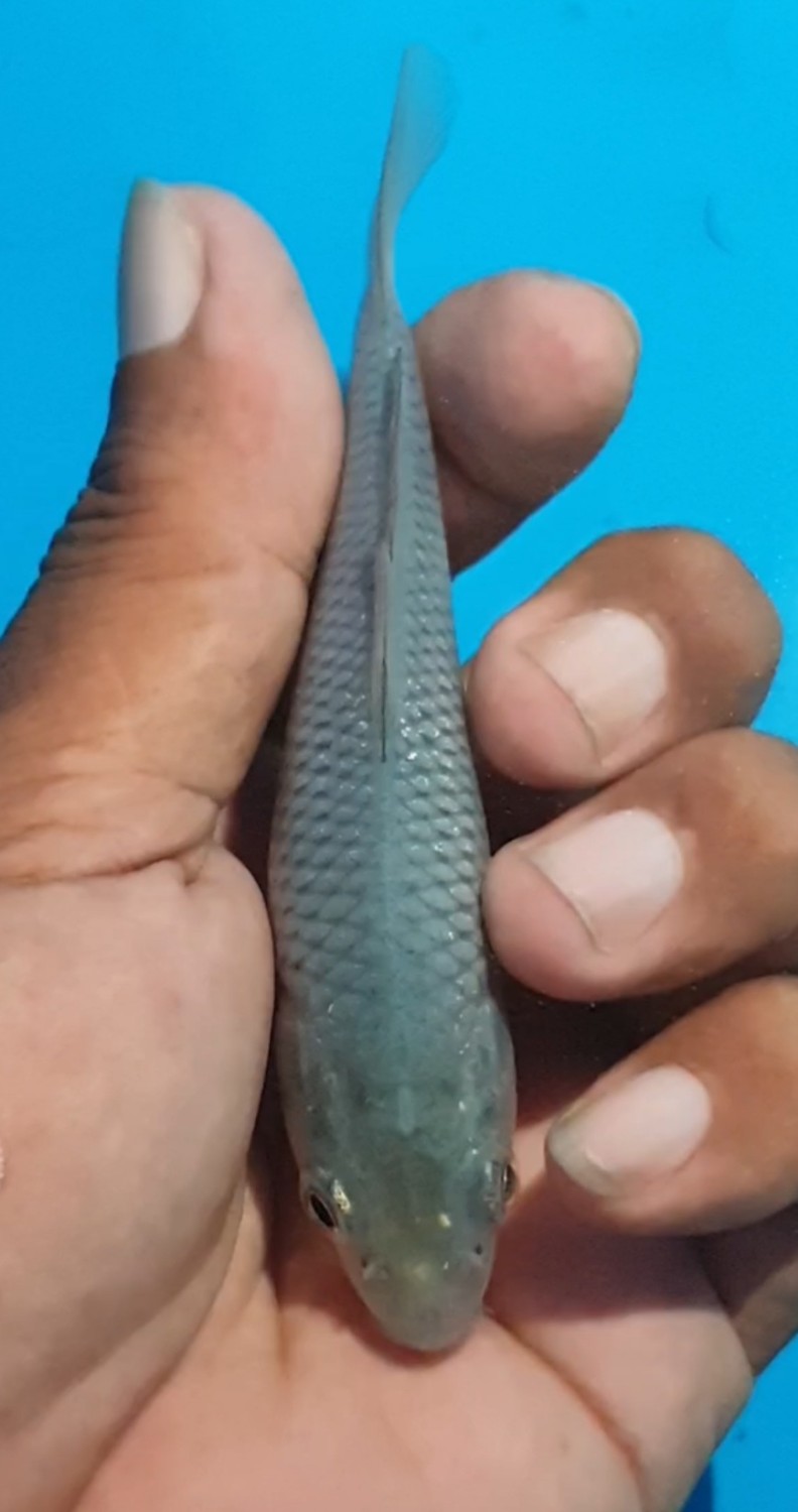 Juara 2